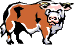 A bull!