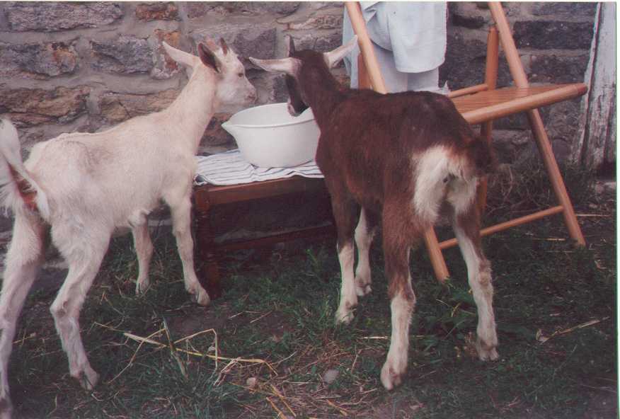 Goats!
