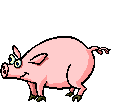 A Happy Pig!