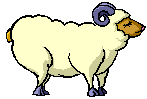 A plump and happy Lamb!