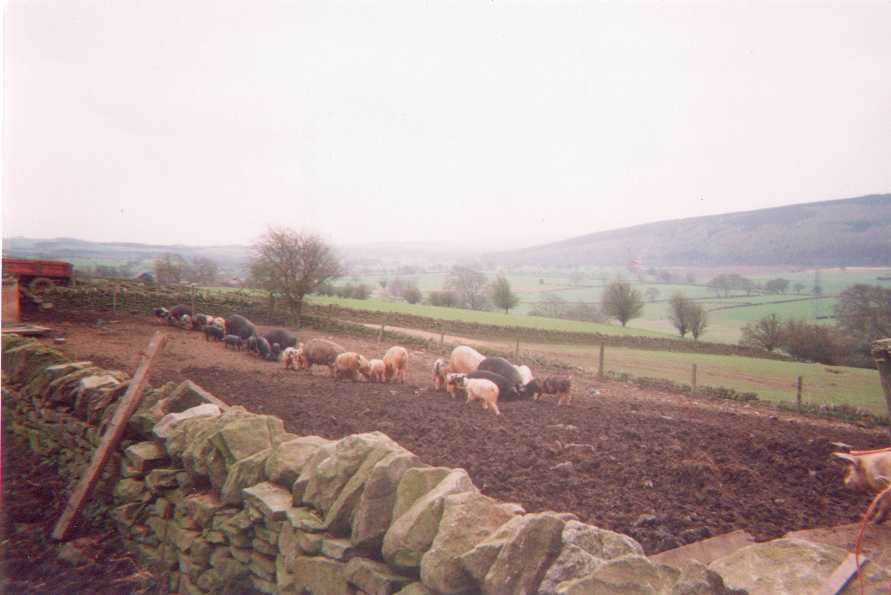 Some more contented Pigs